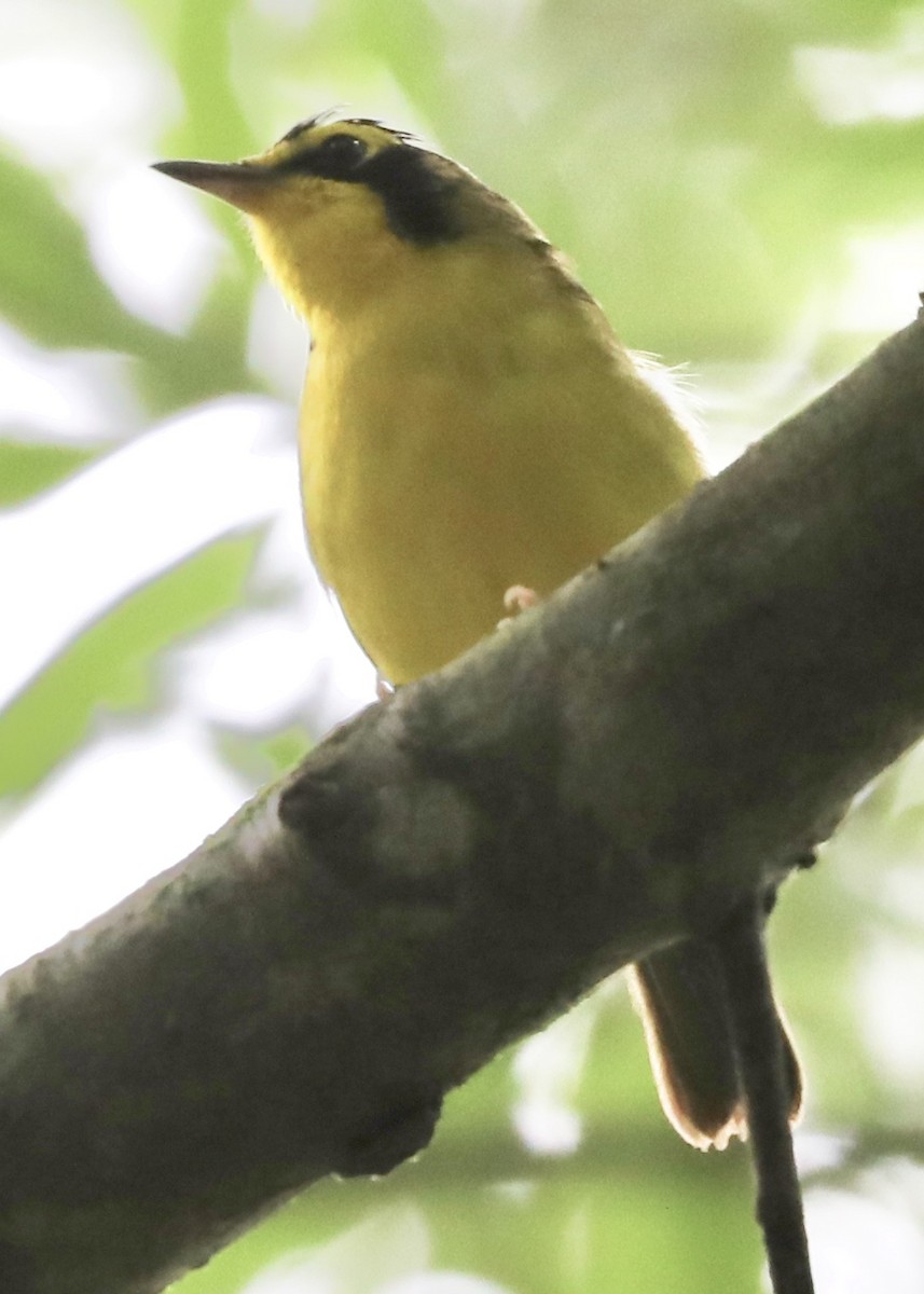 Kentucky Warbler - ML245594261