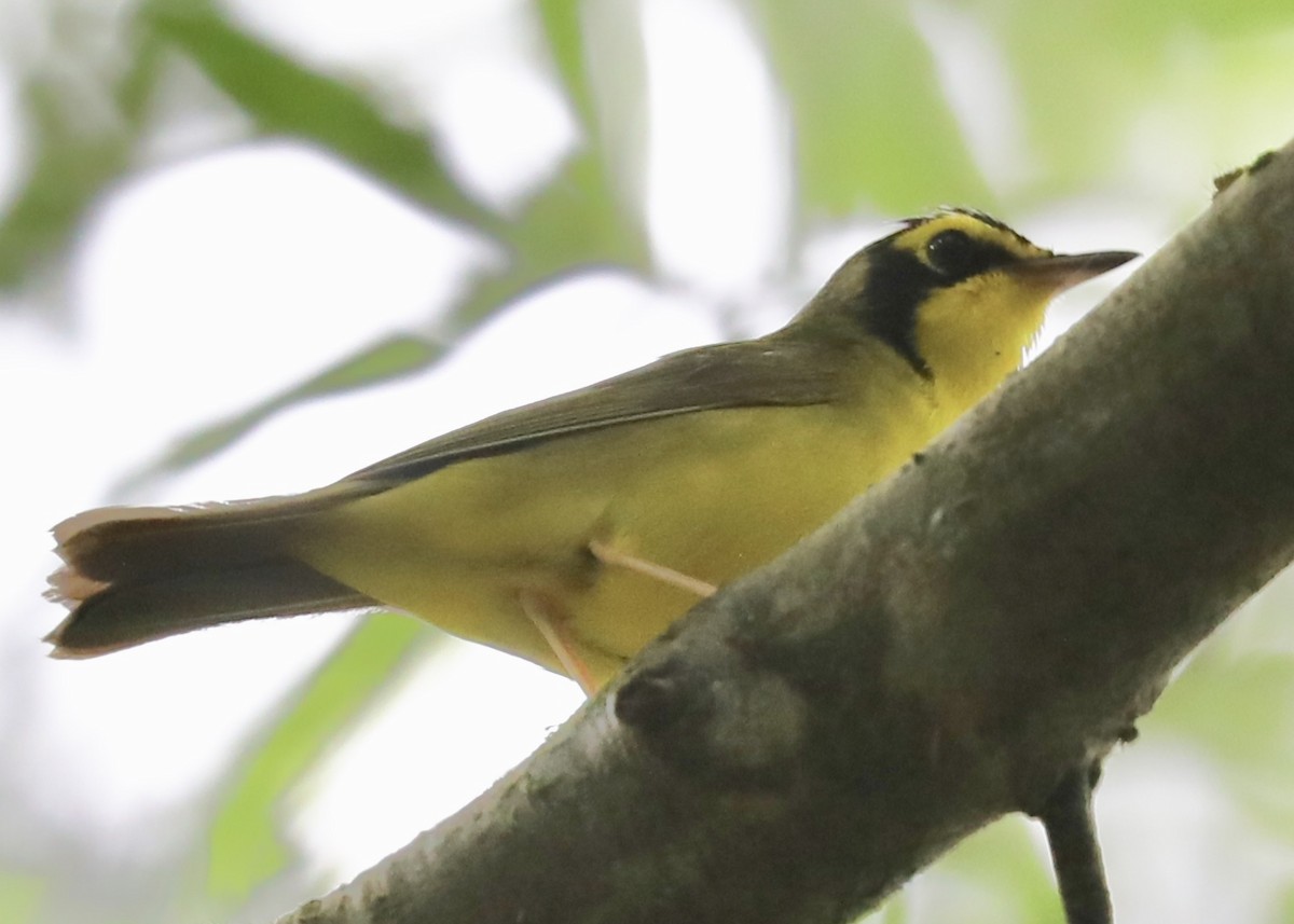 Kentucky Warbler - ML245594291