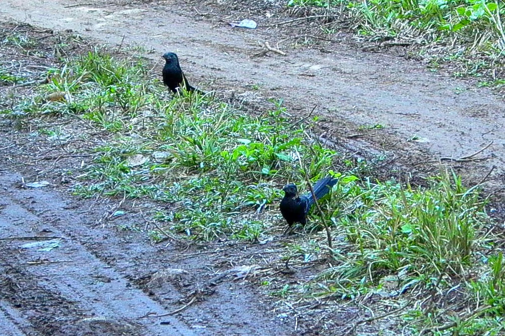 Groove-billed Ani - ML24559511