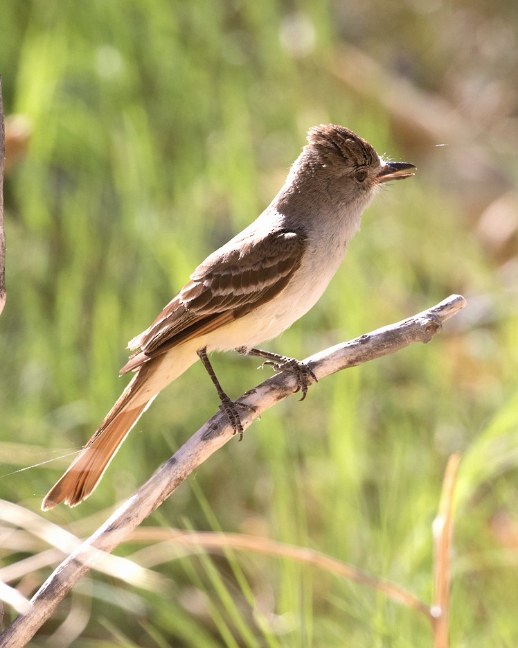 Ash-throated Flycatcher - ML245595171