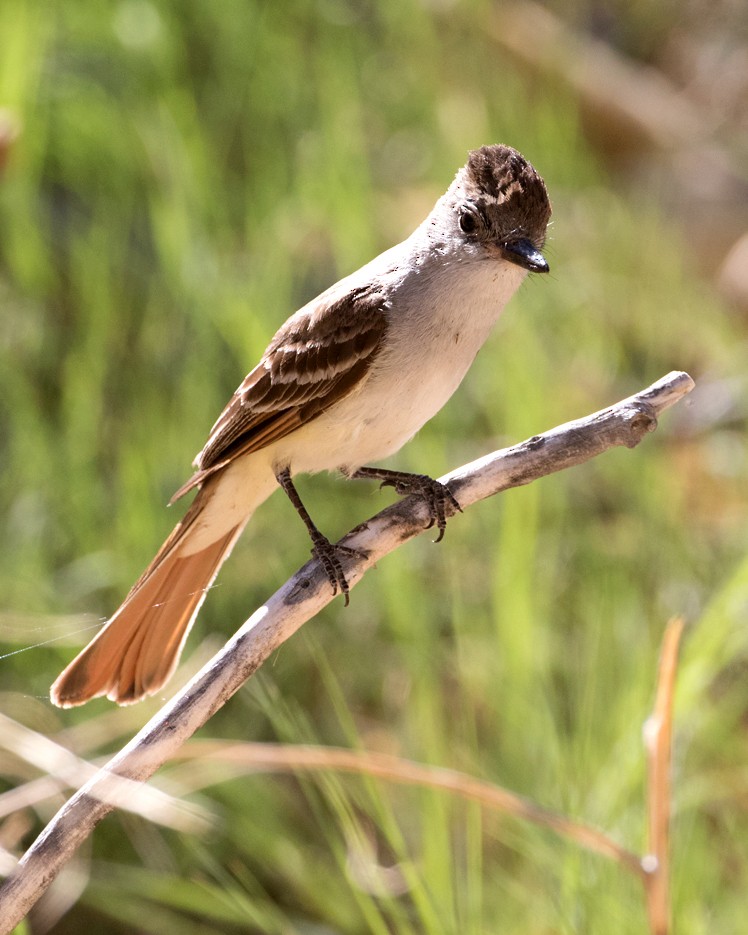 Ash-throated Flycatcher - ML245595181