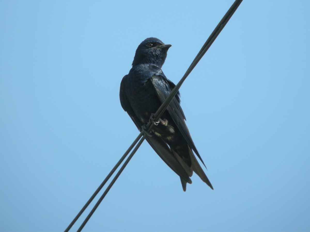 jiřička kubánská - ML245595251