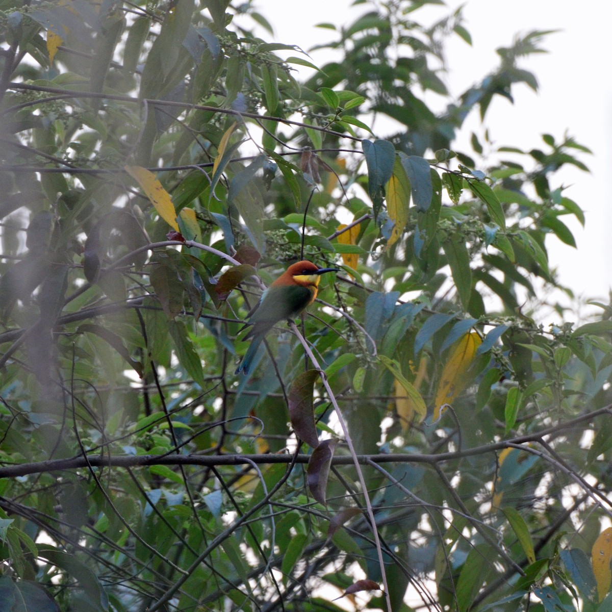 Chestnut-headed Bee-eater - ML245597651