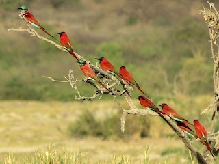 - Northern Carmine Bee-eater