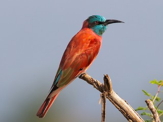  - Northern Carmine Bee-eater