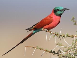  - Northern Carmine Bee-eater
