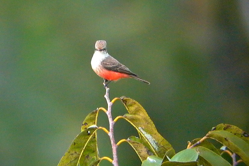 Vermilion Flycatcher - ML24560051