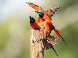  - Northern Carmine Bee-eater