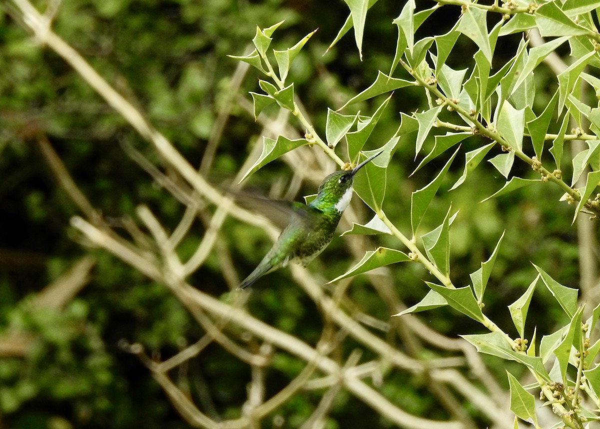 White-throated Hummingbird - ML245601911