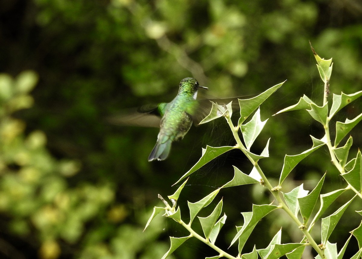 White-throated Hummingbird - ML245601941