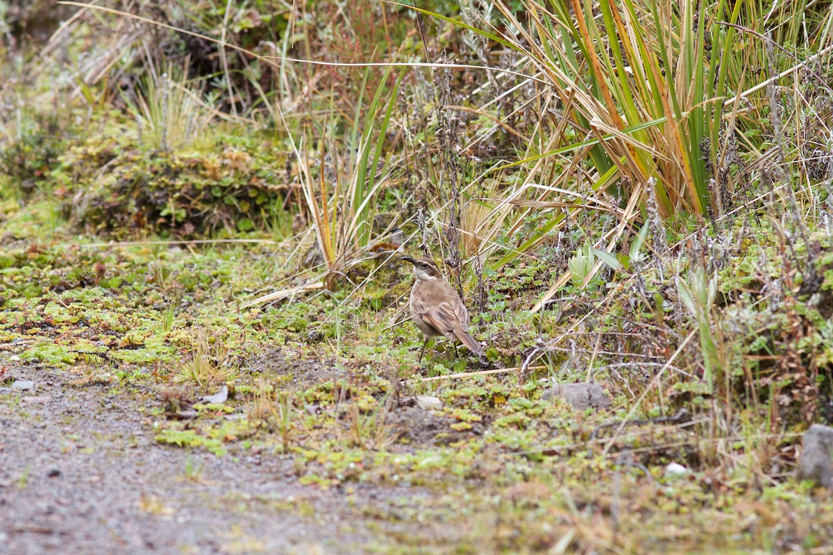 Stout-billed Cinclodes - ML245602151