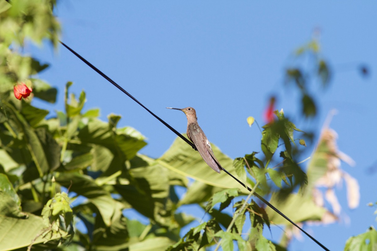 Giant Hummingbird - ML245602551