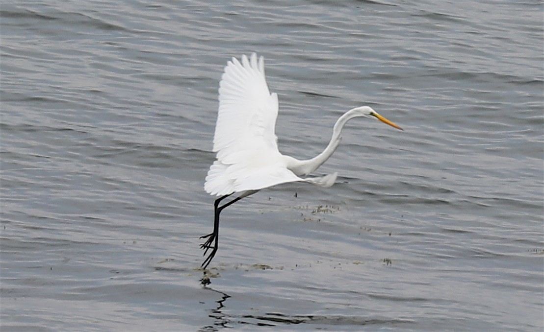 Great Egret (American) - Ron Hess