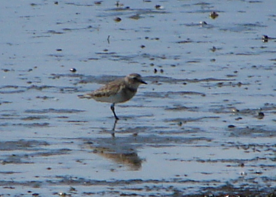 Double-banded Plover - ML245607651