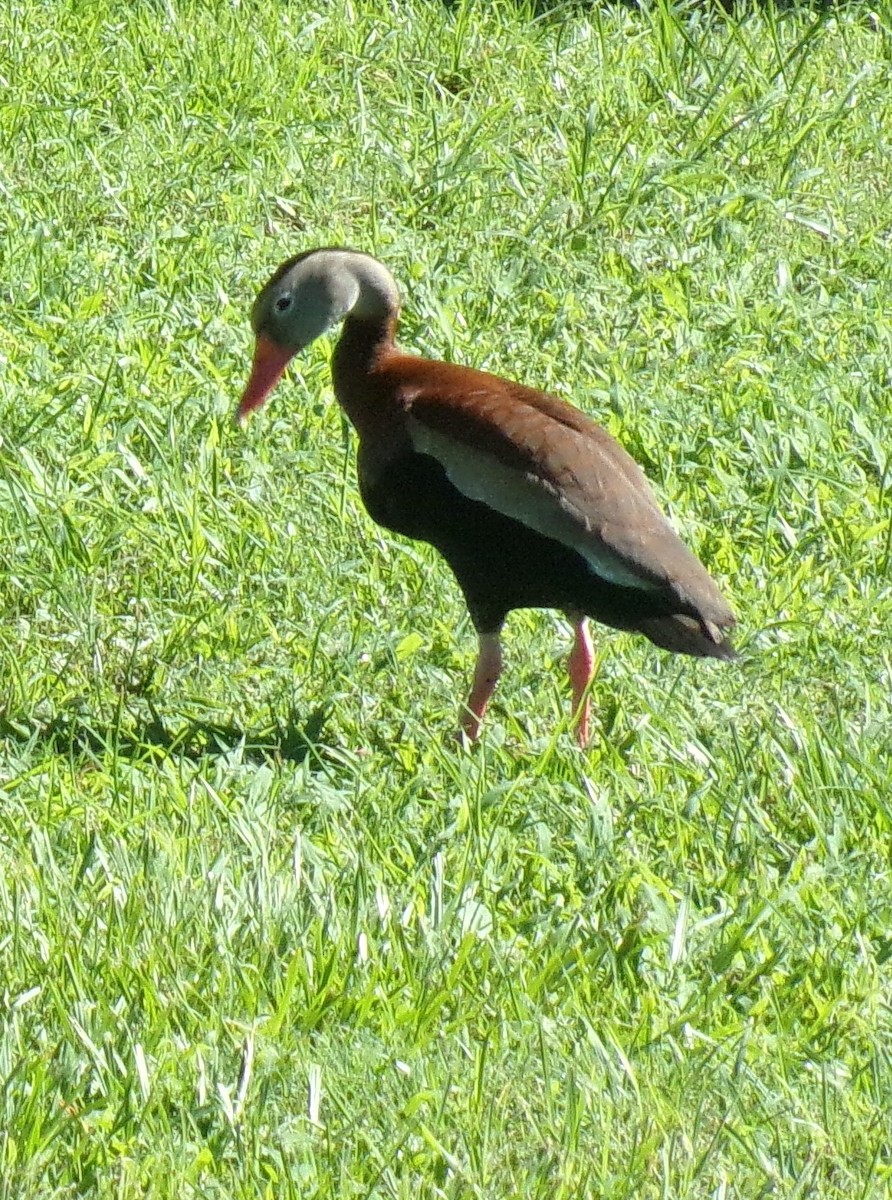 Black-bellied Whistling-Duck - ML245608831