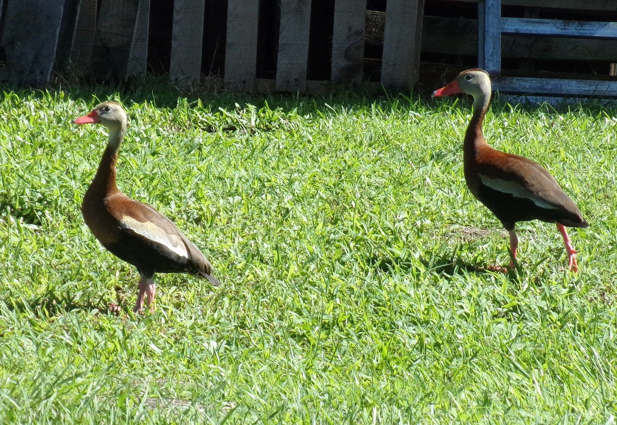 Black-bellied Whistling-Duck - ML245608861