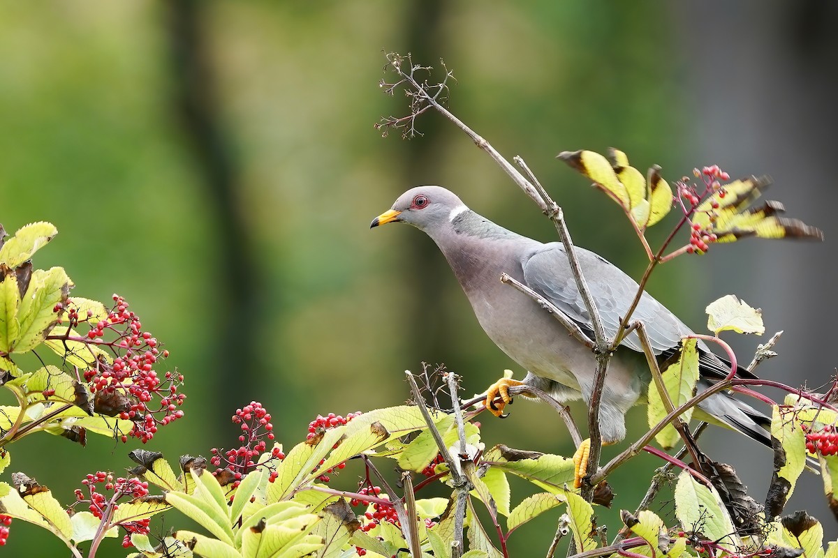 Band-tailed Pigeon (Northern) - Derek Lecy