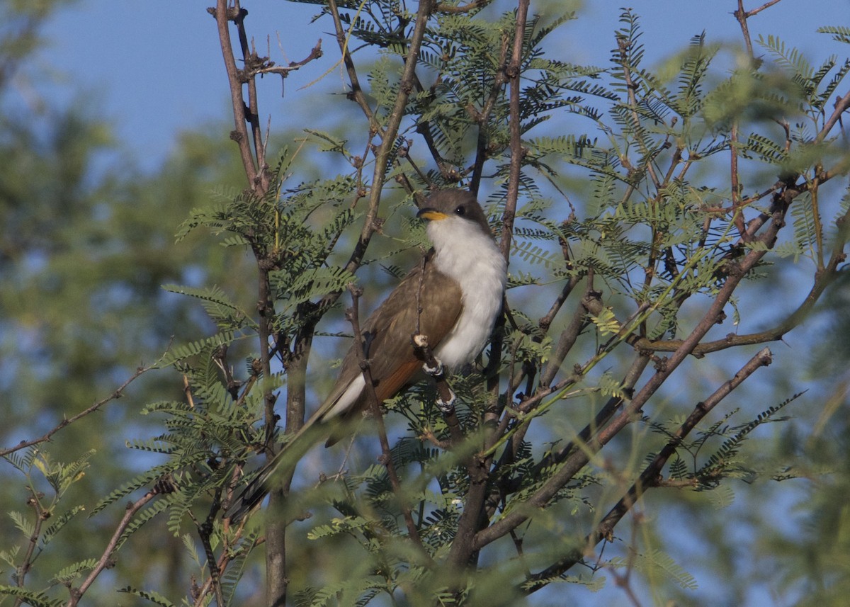 Yellow-billed Cuckoo - ML245609331