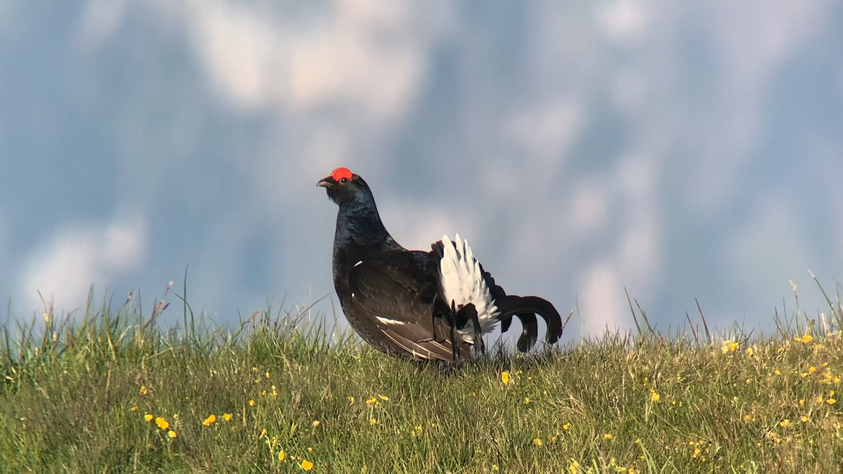 Black Grouse - ML245611621