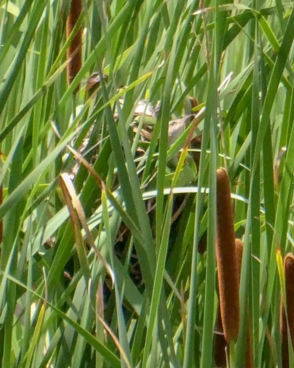 Marsh Wren - ML245612671