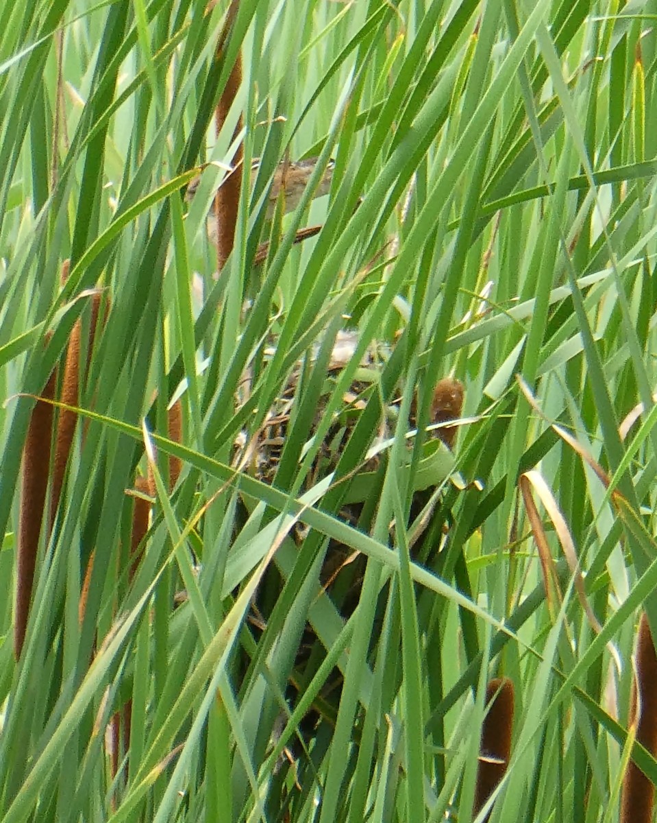 Marsh Wren - ML245614351