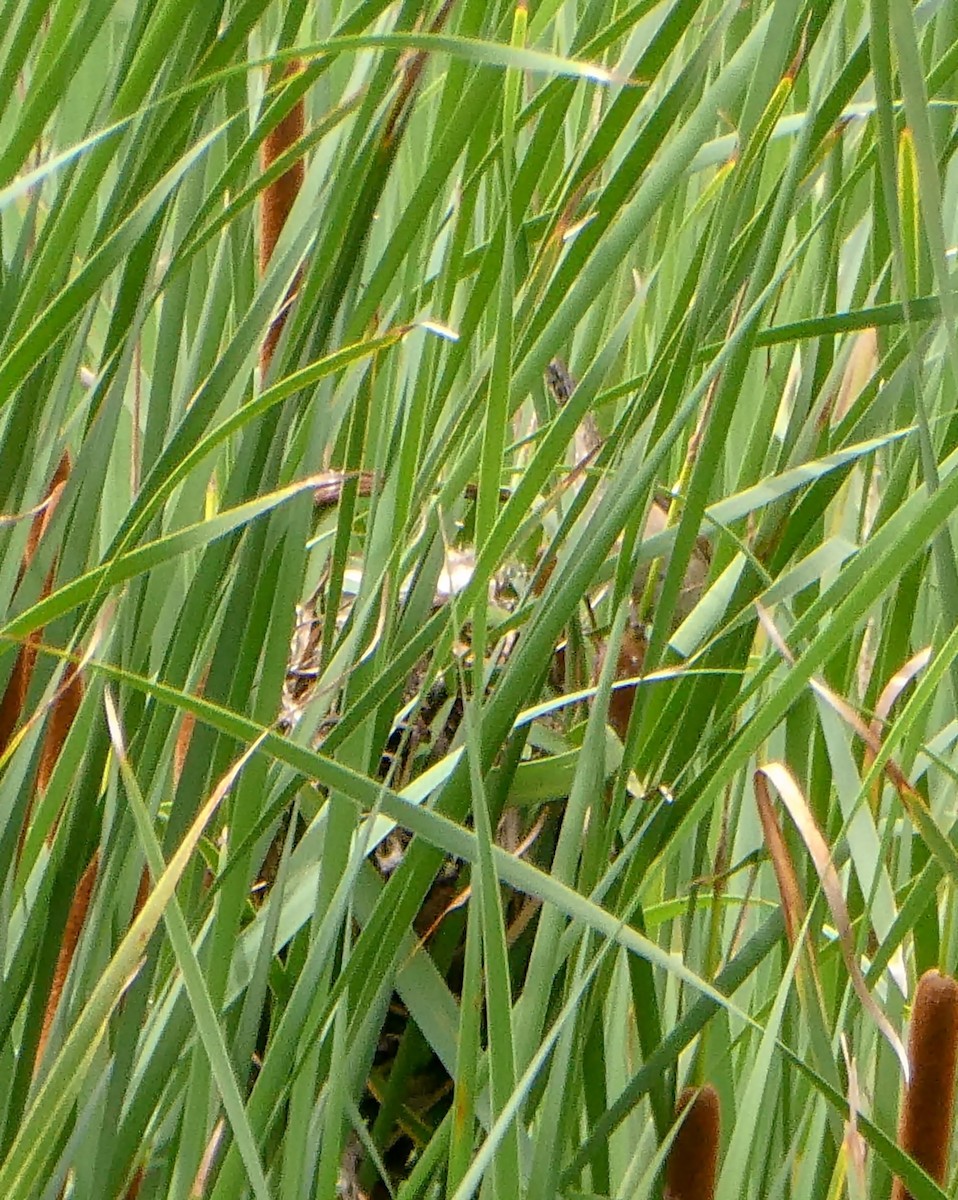 Marsh Wren - ML245614661