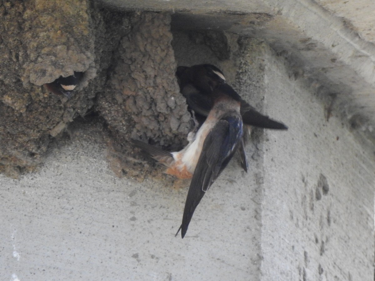 Cliff Swallow - ML245614711