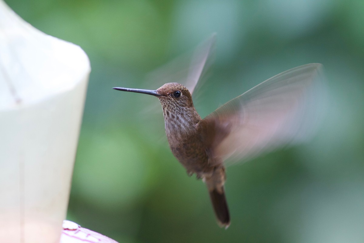 Bronzekolibri - ML245615431