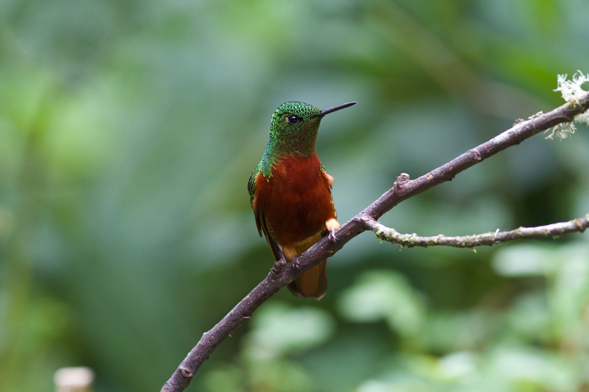 Chestnut-breasted Coronet - Gabriel Leite