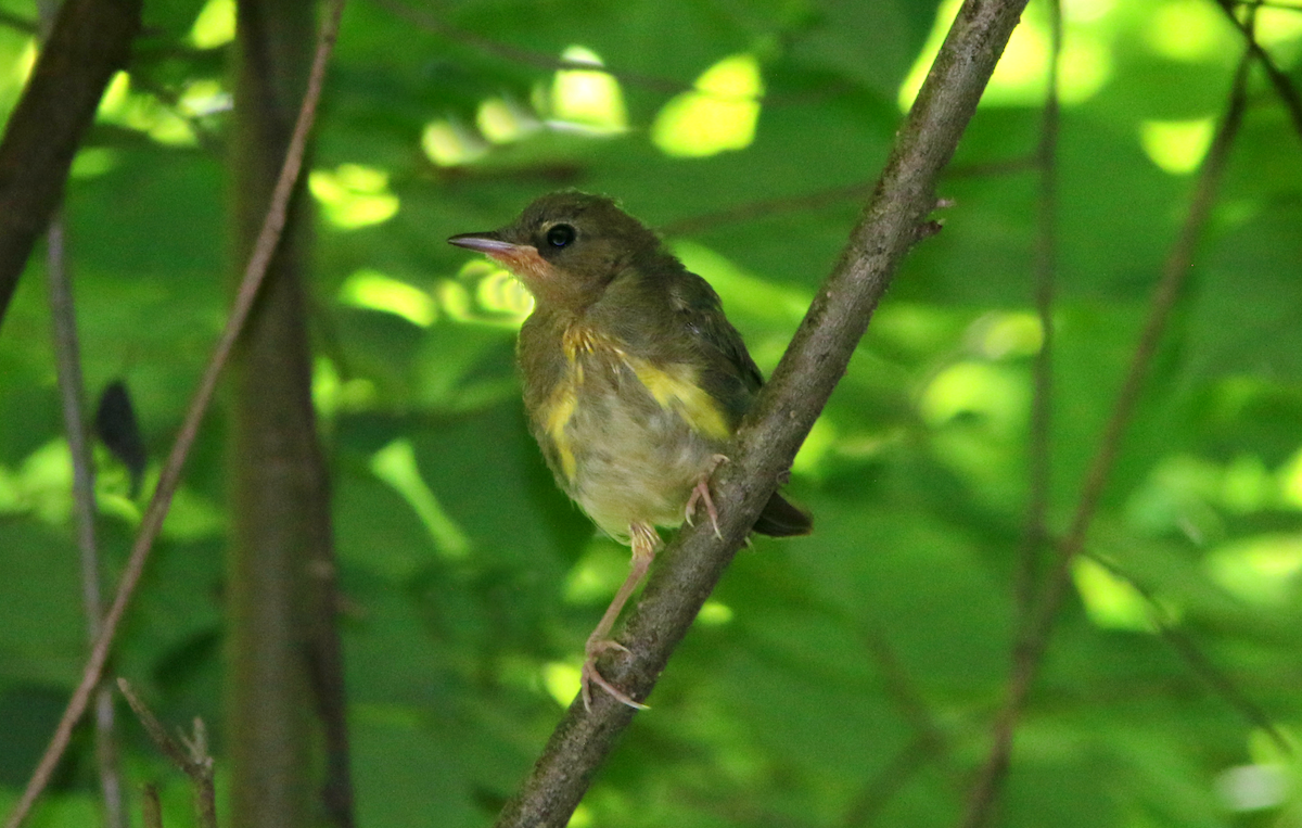Kentucky Warbler - Michael Boatwright