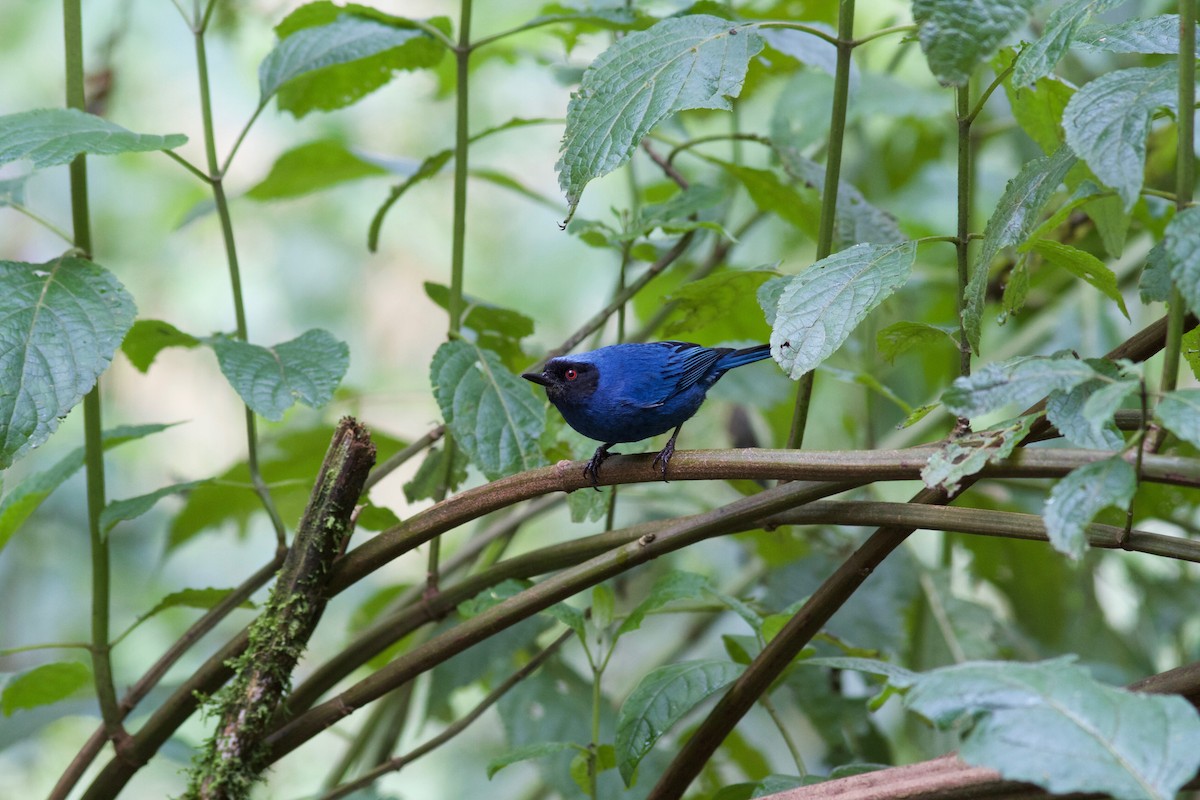 Masked Flowerpiercer - ML245615671