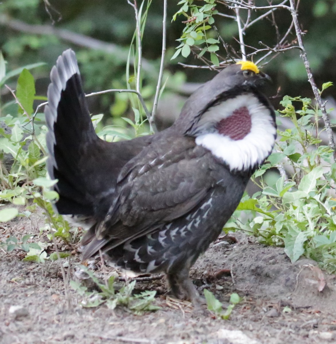 Dusky Grouse - ML245616021