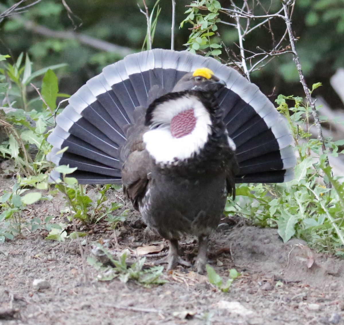 Dusky Grouse - Donna Stumpp