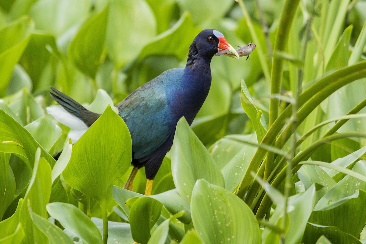 Purple Gallinule - Claudio SOUZA