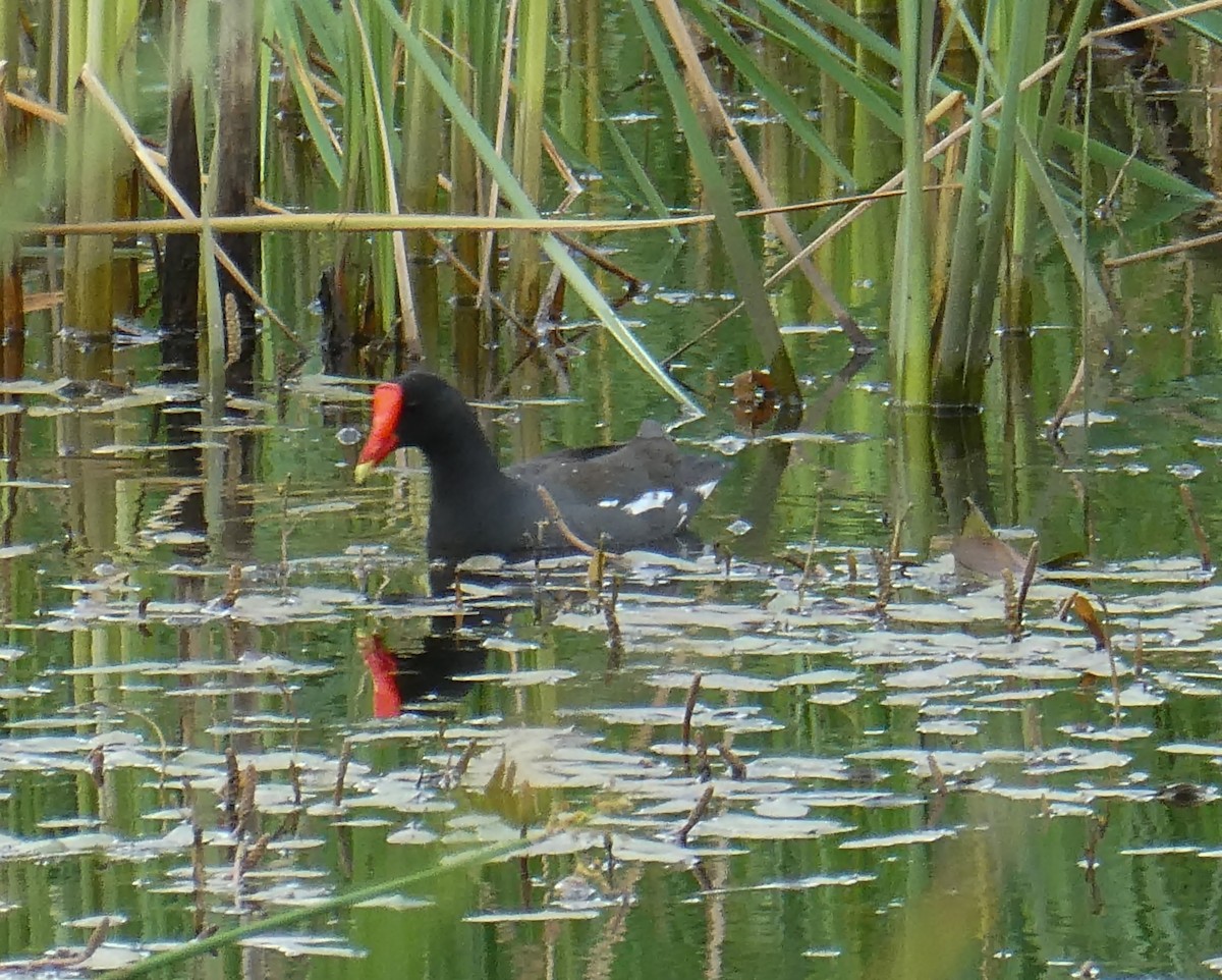 Common Gallinule - ML245616581