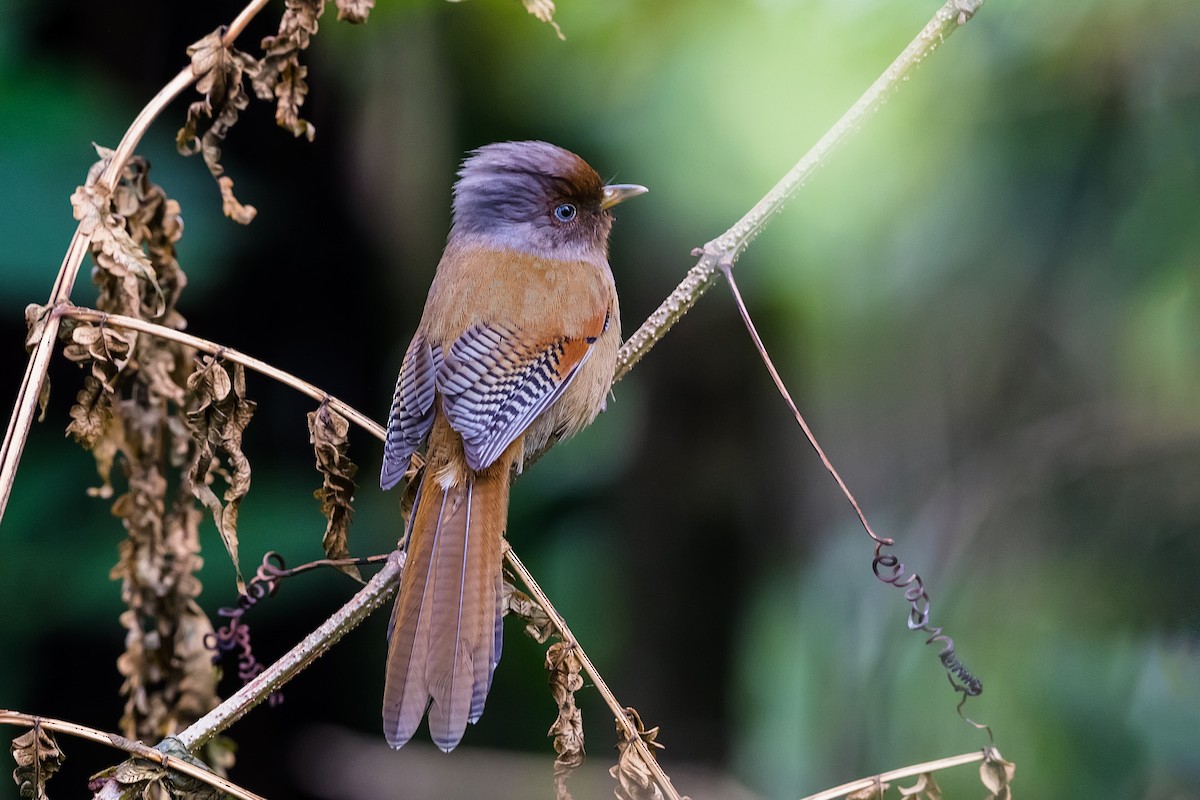 Rusty-fronted Barwing - ML245616741