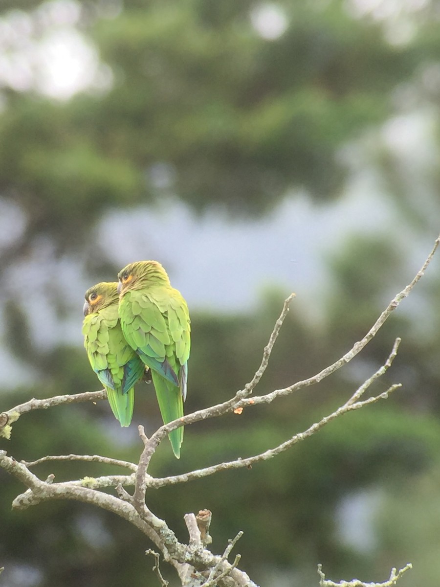 Brown-throated Parakeet - ML245617571