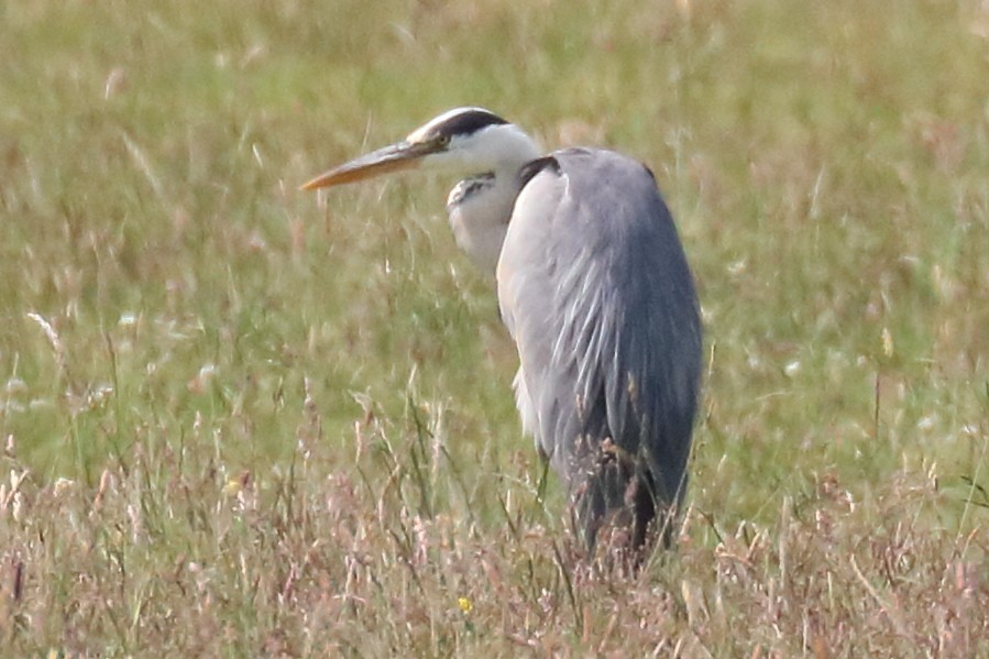 Gray Heron - ML245617901