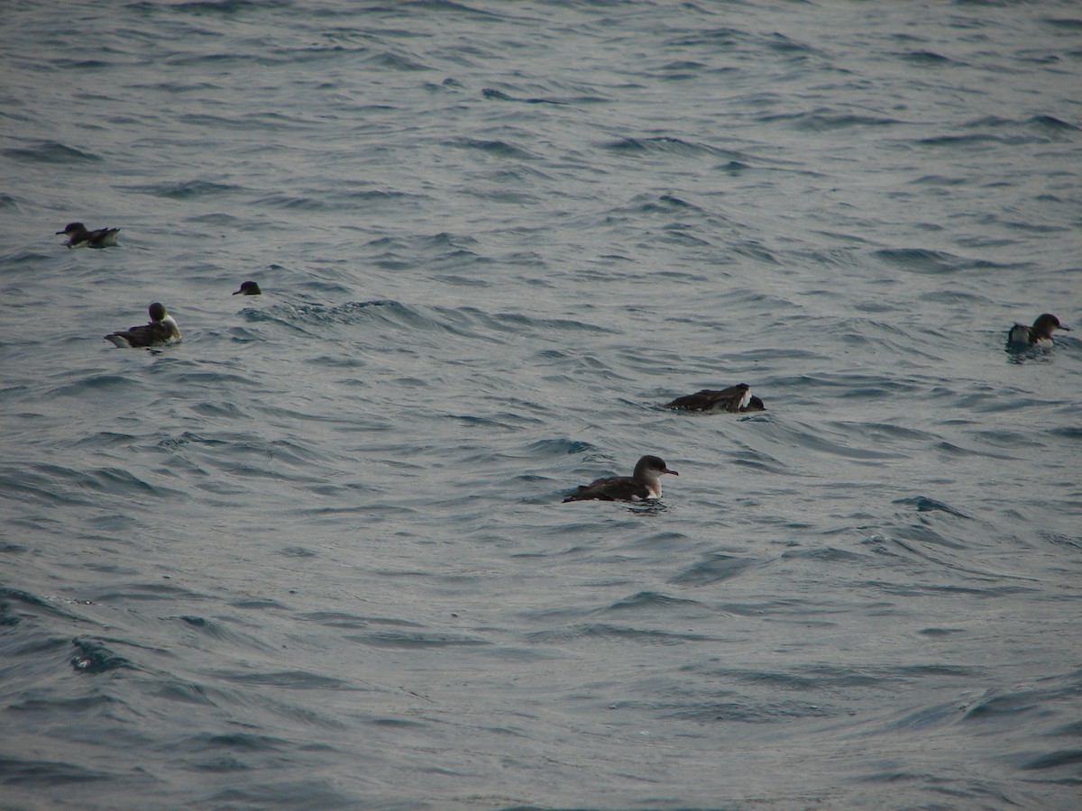 Fluttering Shearwater - Stephan Lorenz