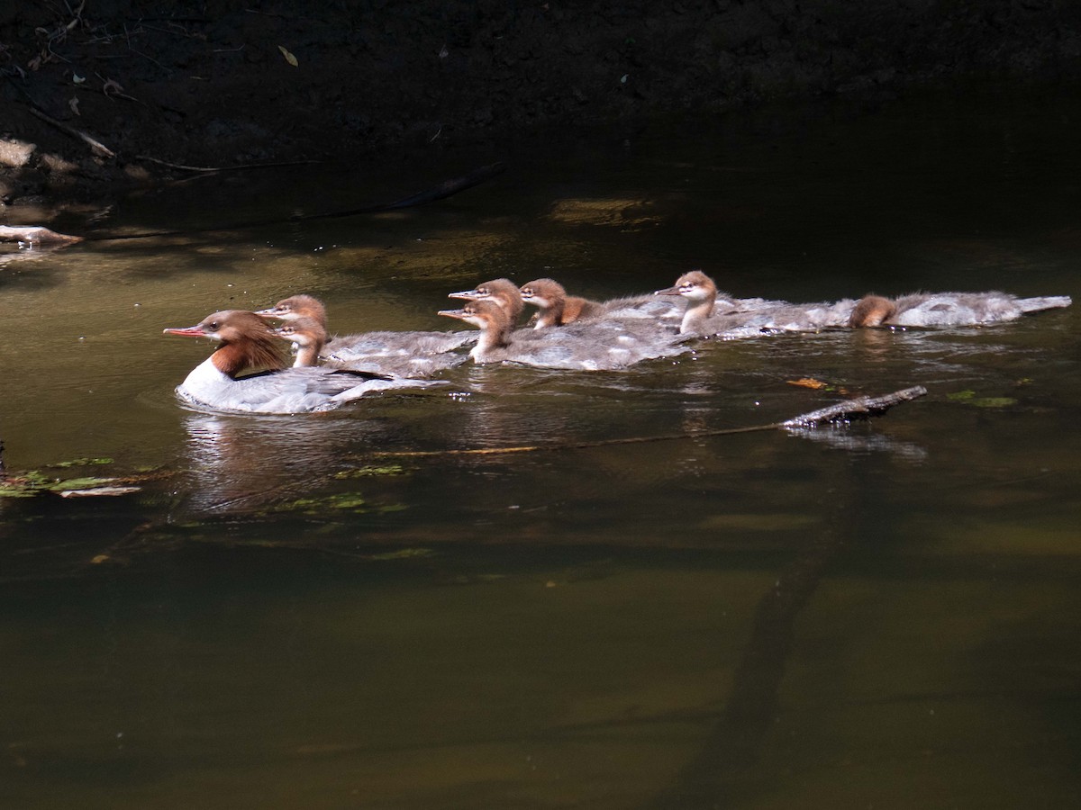 Common Merganser - Susan Elliott