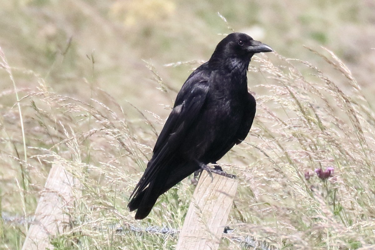 Carrion Crow - ML245620271