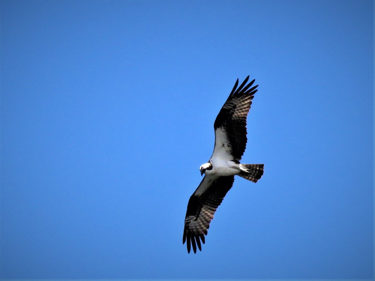 Osprey - ML245620861