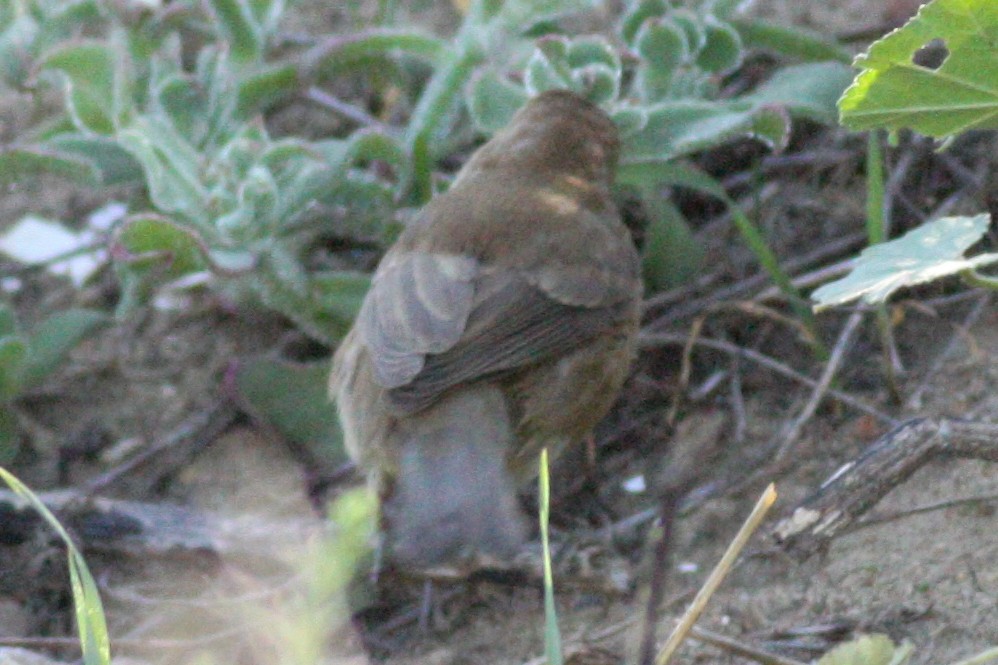 Varied Bunting - ML24562131