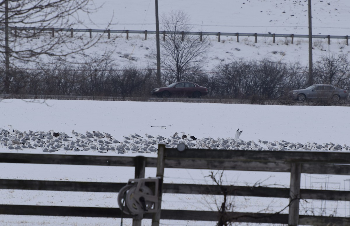 Great Black-backed Gull - irina shulgina