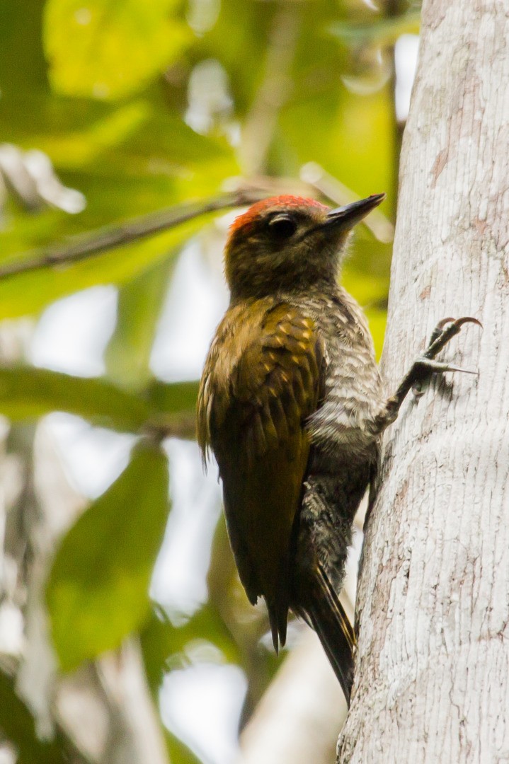 Red-stained Woodpecker - Claudio SOUZA