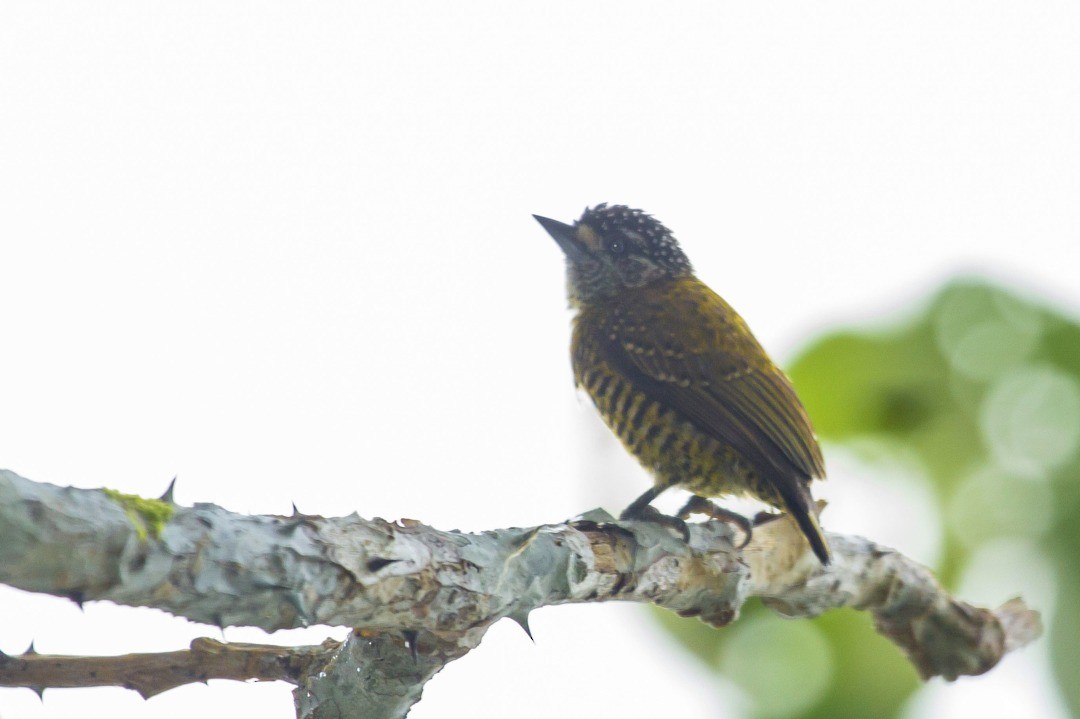 Golden-spangled Piculet - ML245623201