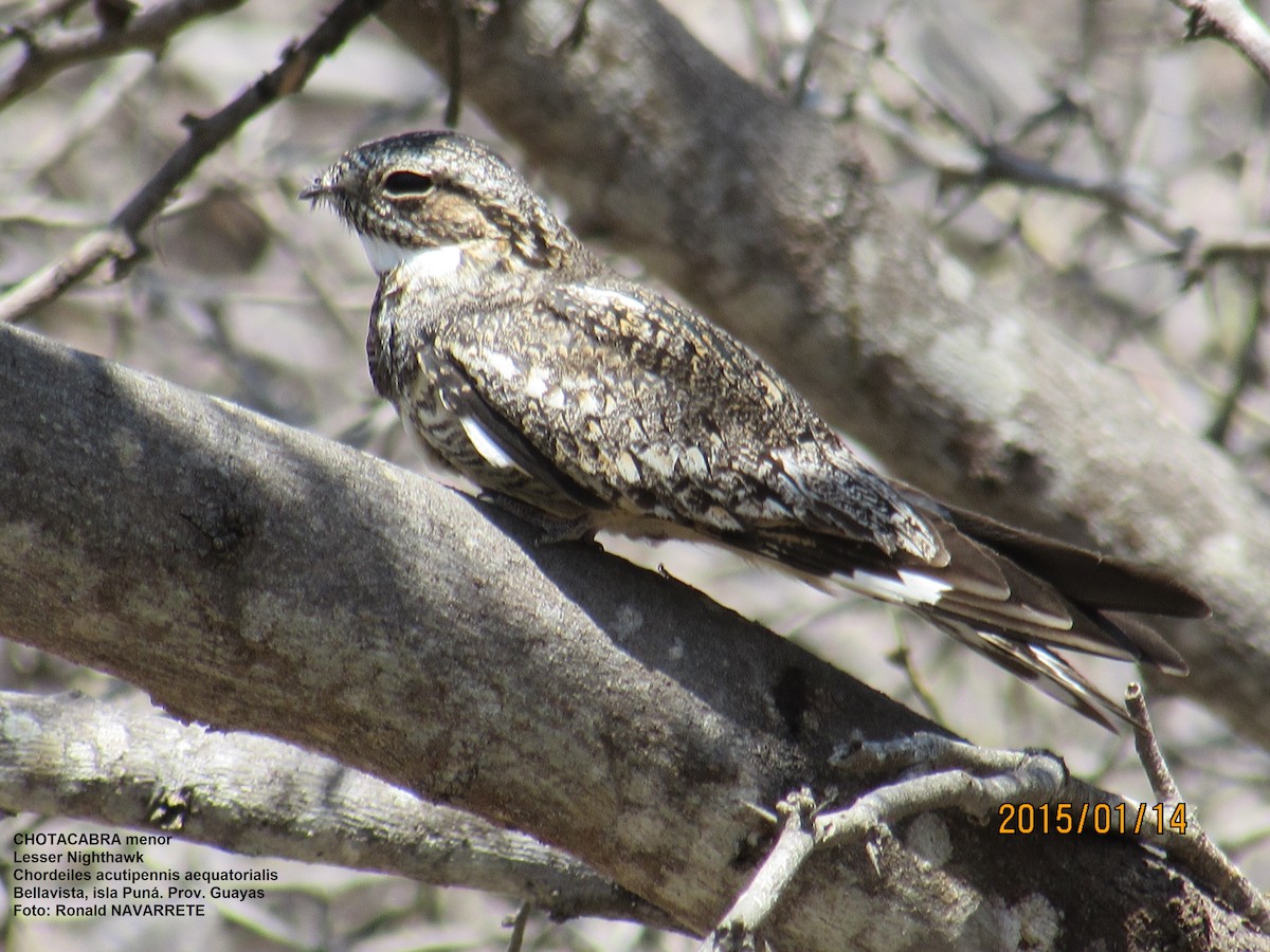 Lesser Nighthawk - Ronald Navarrete Amaya