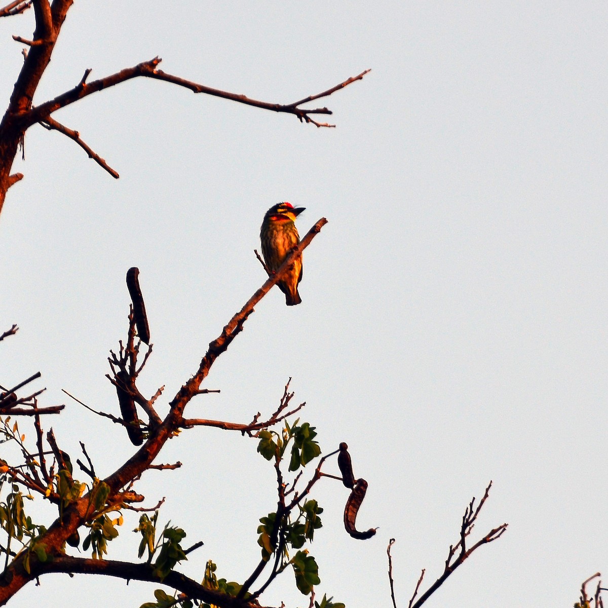 Coppersmith Barbet - ML245624561