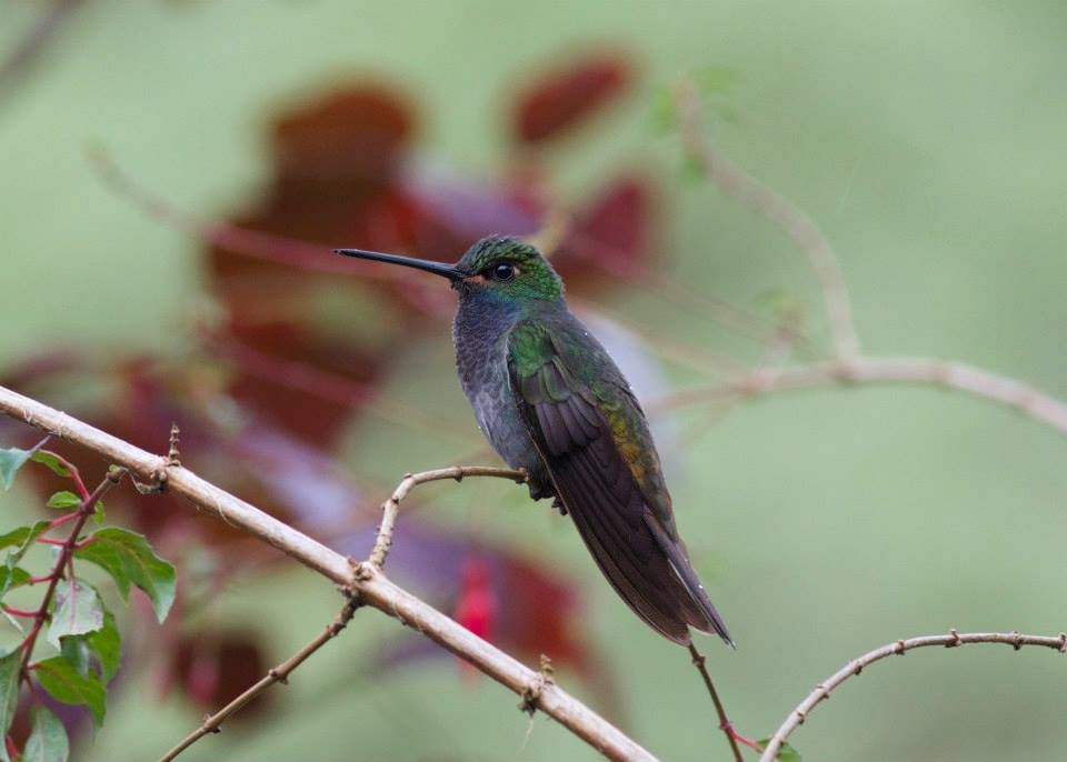 kolibřík irisový - ML245624681