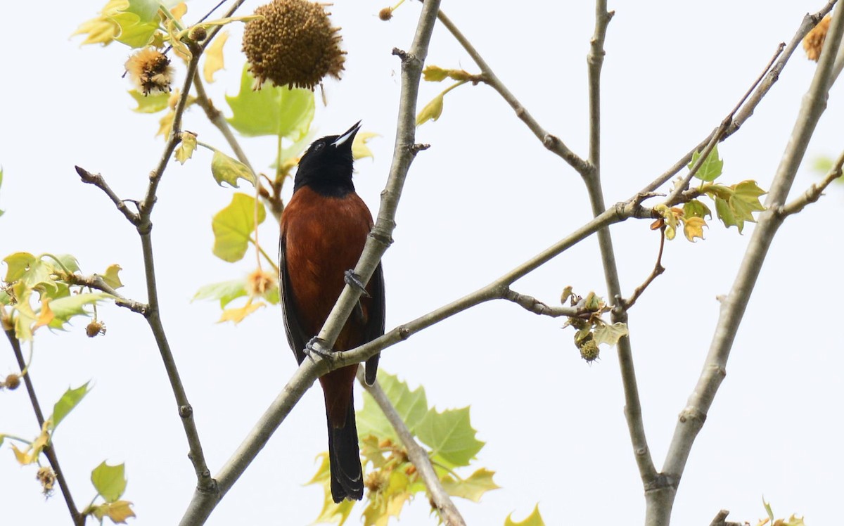 Orchard Oriole - ML245625201